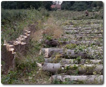 Poplars felled, photo by Zorba the Geek, available through Creative Commons