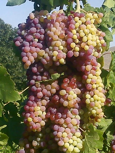 Image of grapes available through Creative Commons