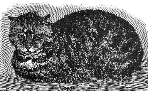 Nineteenth century drawing of an English tabby cat
