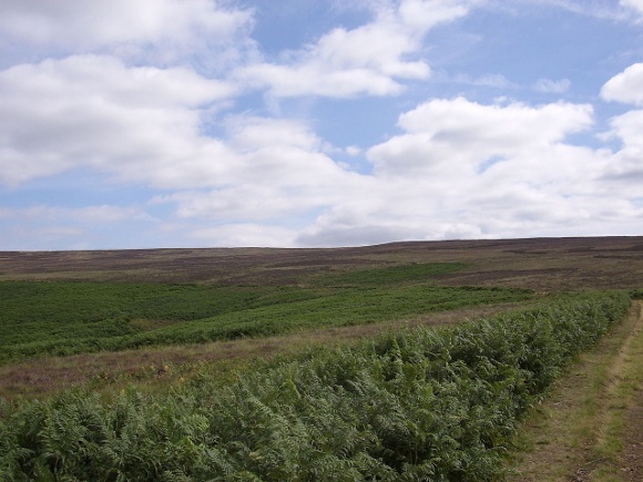 Yorkshire moorland, image available through Creative Commons