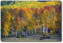 Aspens at sunset, photo by John Fowler, available through Creative Commons