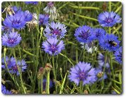 Cornflowers, photo by David Wright, available through Creative Commons