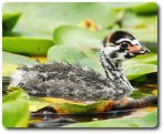 A grebe chick, photo by Snowmanradio, available through Creative Commons