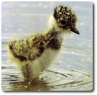Lapwing chick, photo by kloniwotski available through Creative Commons