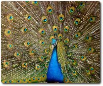 Peacock, photo by Jebulon, available through Creative Commons