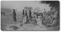 African American slaves working on a plantation