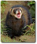 Polecat, photo by Peter Trimming, available through Creative Commons