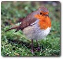 Robin Redbreast, photo by Keven Law, available through Creative Commons