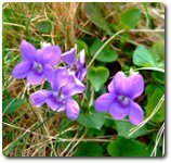 Violets, photo by John Poyser, available through Creative Commons